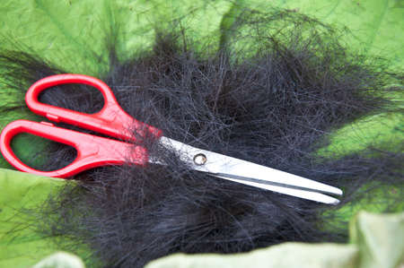 Cut hair on leaf lotus - thai tradition cut hair man go into the monkhoodの写真素材
