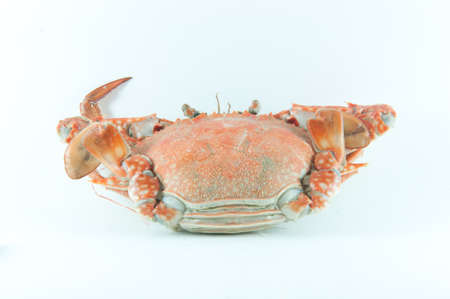 Cooked crab on a white backgroundの写真素材