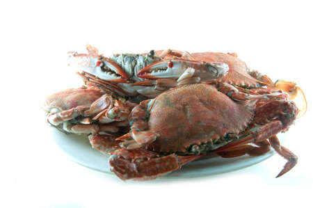 cooked crab on a  plate in white backgroundの写真素材