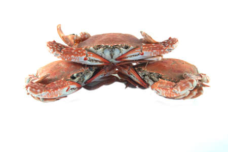 three cooked crab on a white backgroundの写真素材