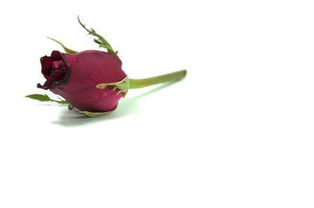 stem red rose bud beautiful Roseの写真素材