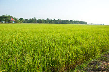 A field of Thai jasmine riceの写真素材