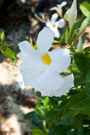 Close up of Allamanda white flowersの写真素材