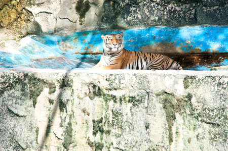 Thai tiger is sleep at zooの写真素材