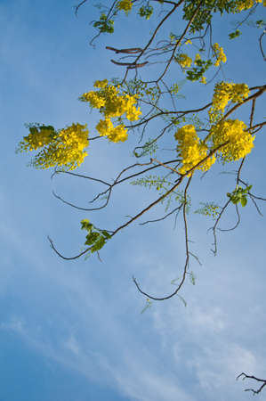 Golden floral in the blue skyの写真素材