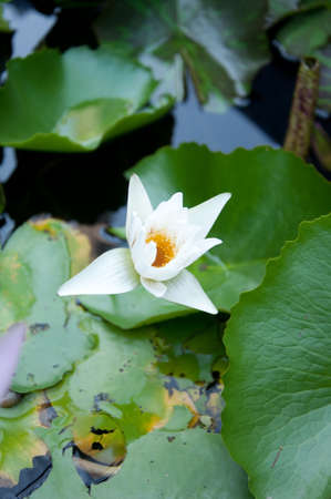 Beautiful fresh water for the gardenの写真素材