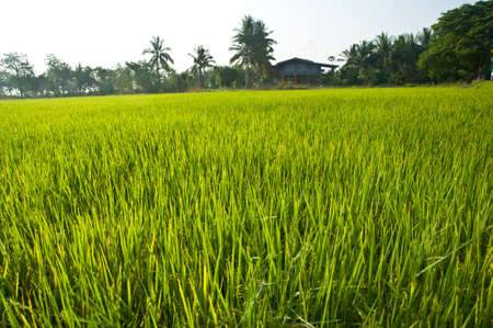 A field of Thai jasmine riceのeditorial素材