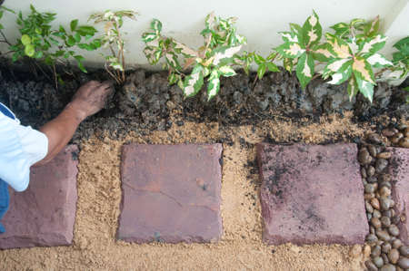 Transplant of a small treeの写真素材