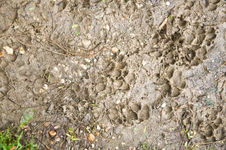 Animal footprint at  mud groundの写真素材