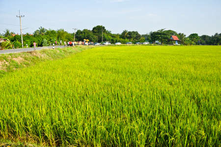 A field of Thai jasmine riceの写真素材