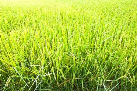 Rice field and harvesting machine as backgroundの写真素材