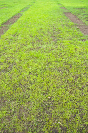 The beauty green garden in Thailandの写真素材