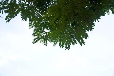Green leaf and sky from ant eye viewの写真素材
