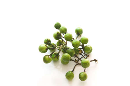 Tropical green pea eggplant on white backgroundの写真素材