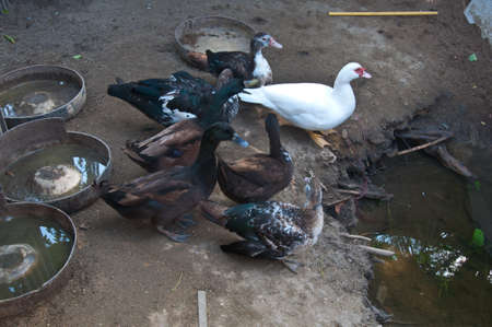 one white goose and black groupの写真素材