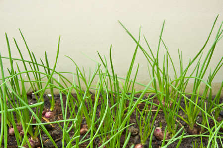 planting a shallot into soil