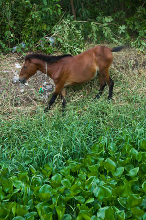 horse  walk around near canalの写真素材