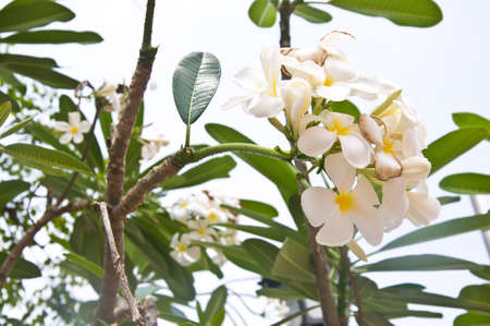 Branch of tropical flowers frangipani (plumeria)の写真素材