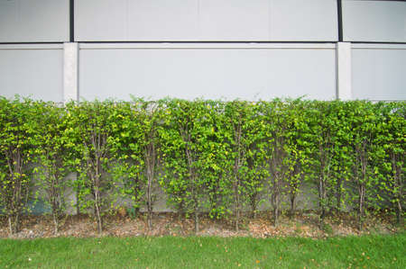 garden in home near wall