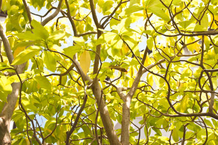 leaf on blue sky background 