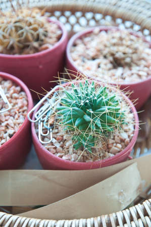 Flower pot with variety of succulents in the plant storeの写真素材