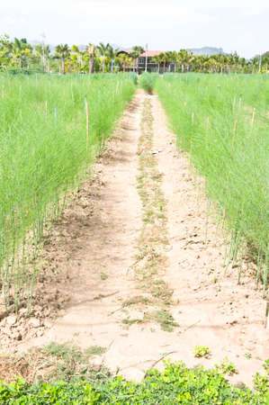 road in thailand forestの写真素材