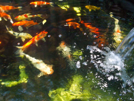 koi fishes in the pond22の写真素材