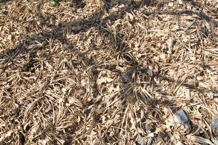 Close up of dried leavesの写真素材