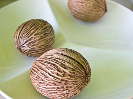 Cerbera oddloam's seedの写真素材