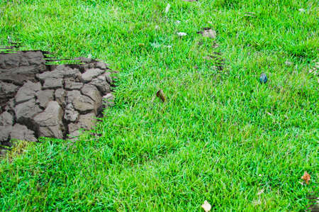 Concept of business green grass growing trough dead soilの写真素材