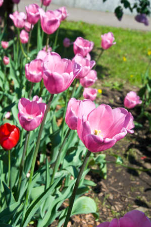 beautiful pink tulip field in springの写真素材
