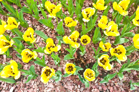 a field of yellow tulips seen from the topの写真素材