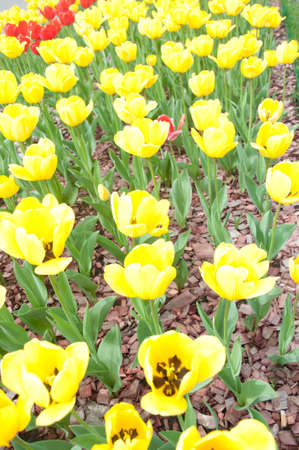 a field of yellow tulipsの写真素材