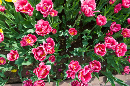 top view pink tulips in bloomの写真素材