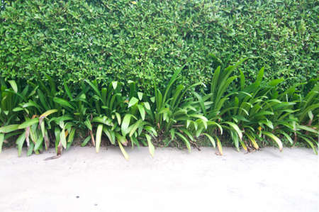 The beautiful decorative plant at gardenの写真素材