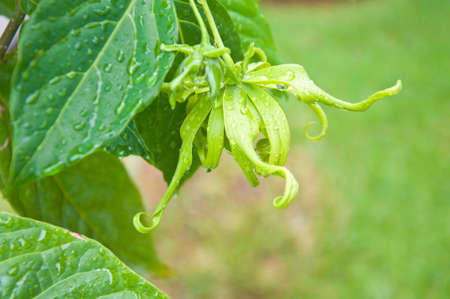 Ylang-Ylang flower on tree, for the manufacture of essential oilの写真素材