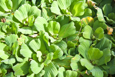 Close up of green duckweed