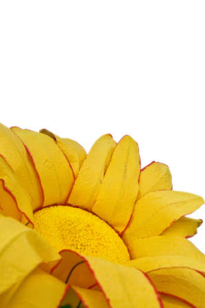 sun flower brochure layout designの写真素材
