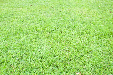 Close-up image of fresh spring green grassの写真素材