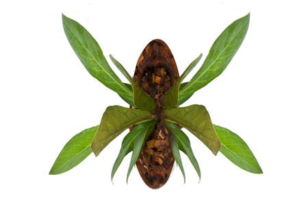 tropical plant on white backgroundの写真素材