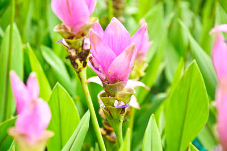 shaply stemmed pink alismatifolia flowers  siam tulip の写真素材