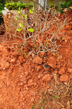 tree grow in red clayの写真素材