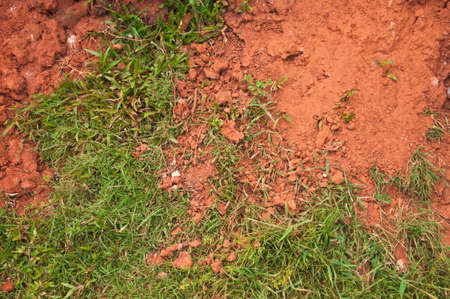 grass grow in red clayの写真素材
