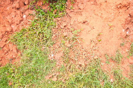 grass grow in red clayの写真素材