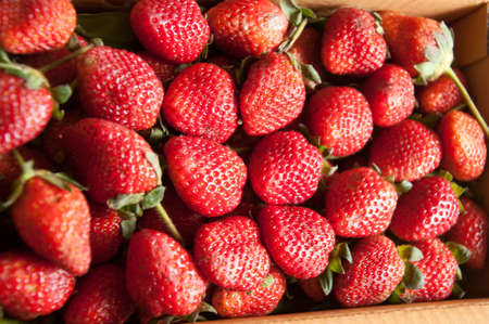 Fresh ripe perfect strawberry - Food Frame Backgroundの写真素材
