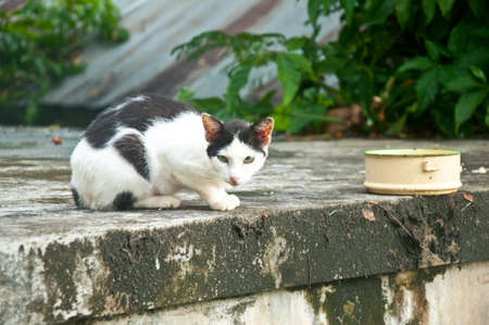 Black-an-white alley cat staring wary at the street の写真素材