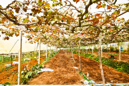 nursery with rows of small plantsの写真素材