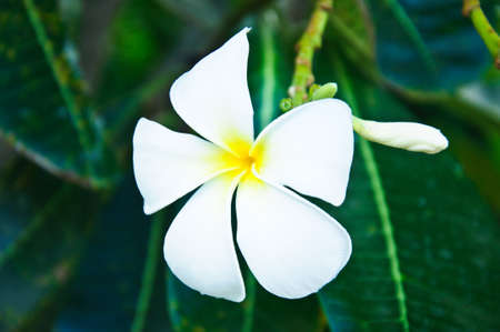 Close up of frangipani flower or Leelawadee flowerの写真素材