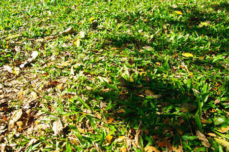 texture with green grassの写真素材