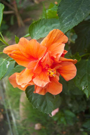 Orange Hibiscus flower on treeの写真素材